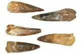 Lot: -, Bargain Spinosaurus Teeth - Pieces #82625-2